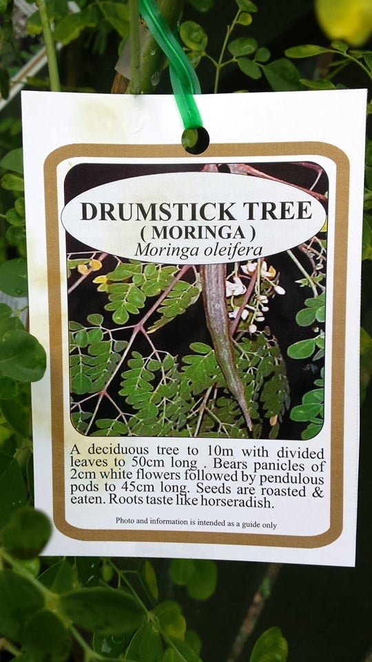 Drumstick Tree (Moringa Tree) 140mm pot