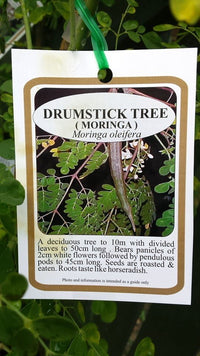 Drumstick Tree (Moringa Tree) 140mm pot - Ladybird Nursery