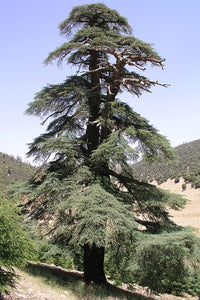 Atlas Cedar (Cedrus atlantica)