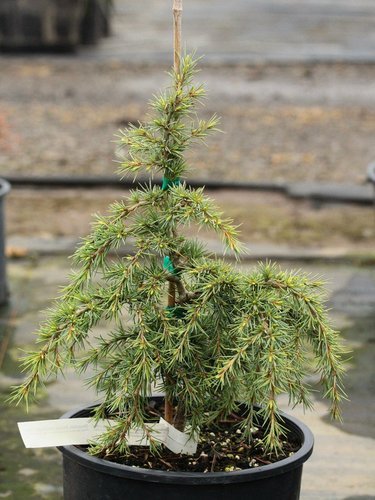 Mountain Beauty (Cedrus deodara) - Large - Ladybird Nursery