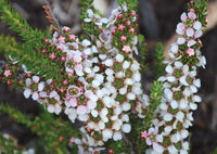 Leptospermum Mozzie Blocker Plant