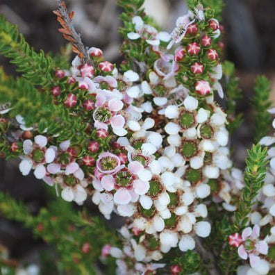 Leptospermum Mozzie Blocker Plant - Ladybird Nursery