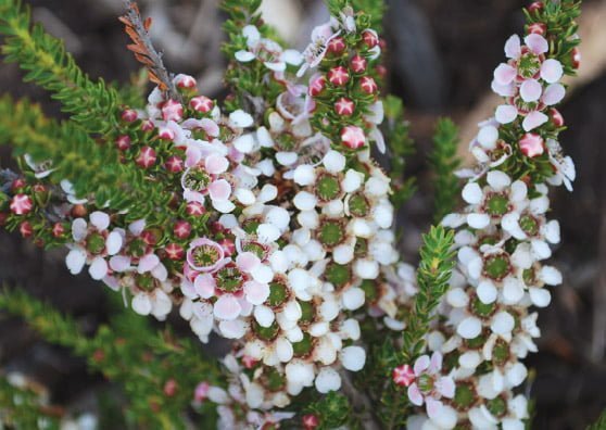 Leptospermum Mozzie Blocker Plant