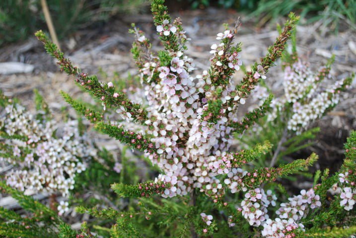 Leptospermum Mozzie Blocker Plant
