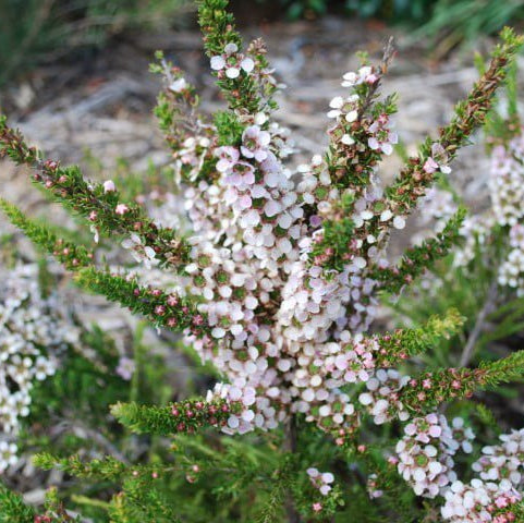Leptospermum Mozzie Blocker Plant - Ladybird Nursery