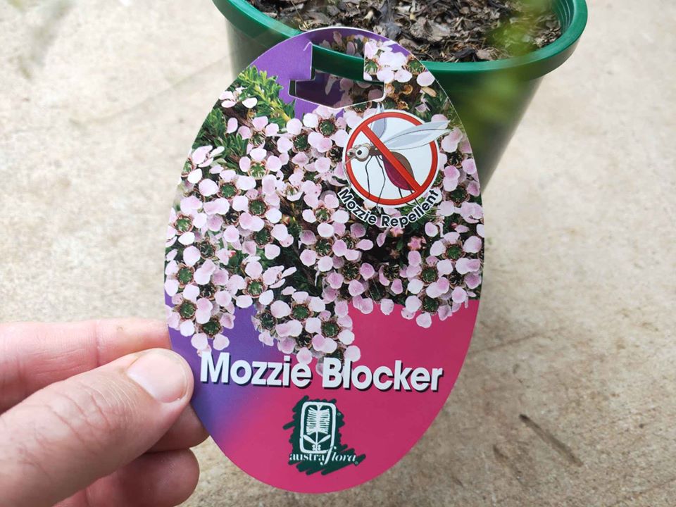Leptospermum Mozzie Blocker Plant - Ladybird Nursery