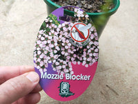 Leptospermum Mozzie Blocker Plant