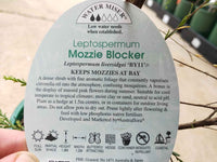 Leptospermum Mozzie Blocker Plant - Ladybird Nursery