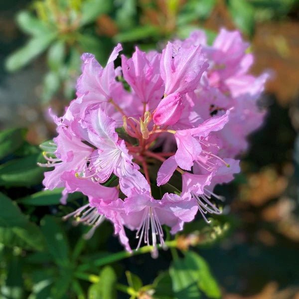 Rhododendron Mrs E C Stirling - Ladybird Nursery
