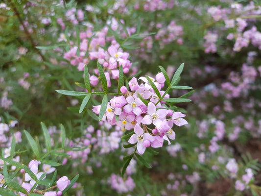 Mueller's Boronia x pinnata (Boronia muelleri)