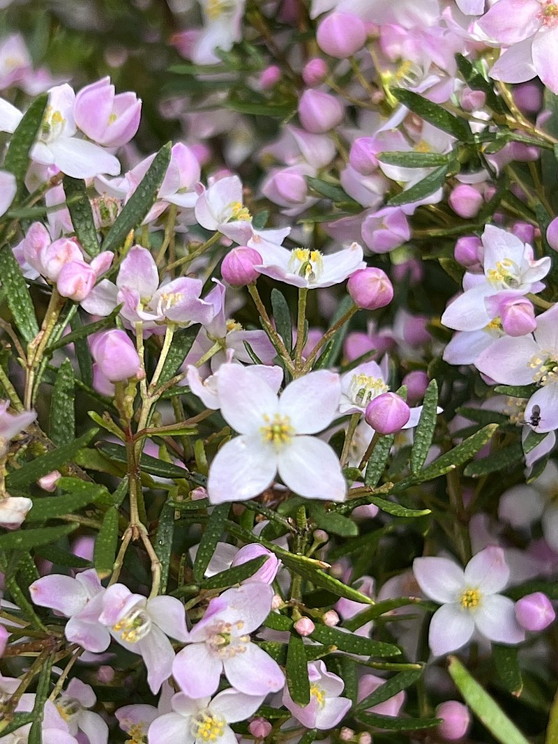 Mueller's Boronia x pinnata (Boronia muelleri)