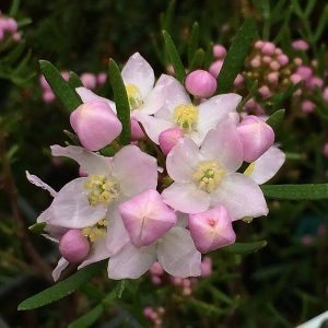 Mueller's Boronia x pinnata (Boronia muelleri) - Ladybird Nursery