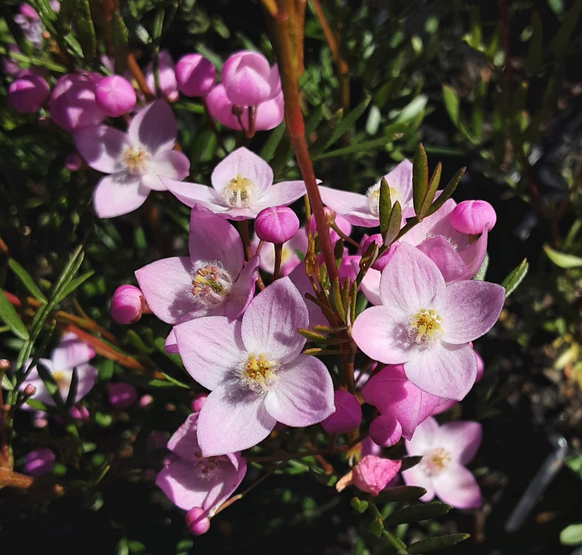 Mueller's Boronia x pinnata (Boronia muelleri) - Ladybird Nursery