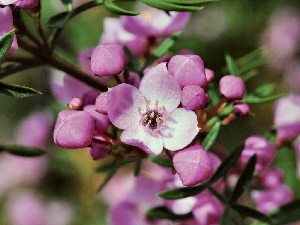 Mueller's Boronia x pinnata (Boronia muelleri)