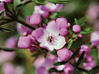 Mueller's Boronia x pinnata (Boronia muelleri)