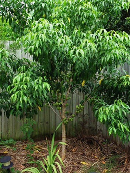 Mueller's Evodiella (Evodiella muelleri) - Ladybird Nursery