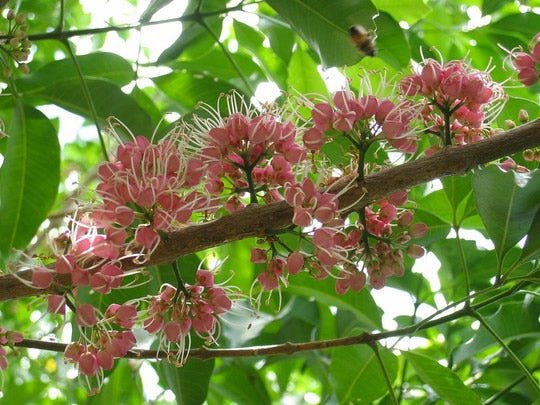 Mueller's Evodiella (Evodiella muelleri) - Ladybird Nursery