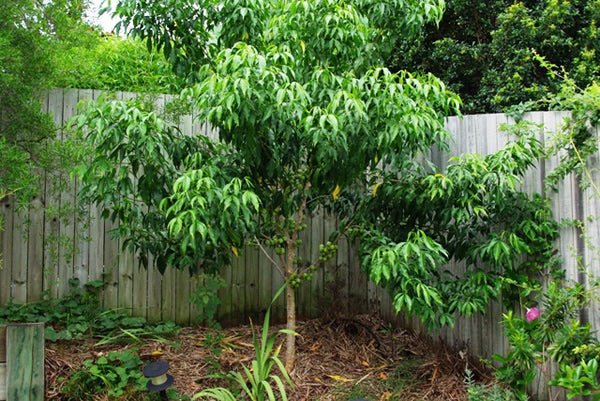 Mueller's Evodiella (Evodiella muelleri) - Ladybird Nursery