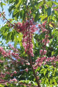 Mueller's Evodiella (Evodiella muelleri)