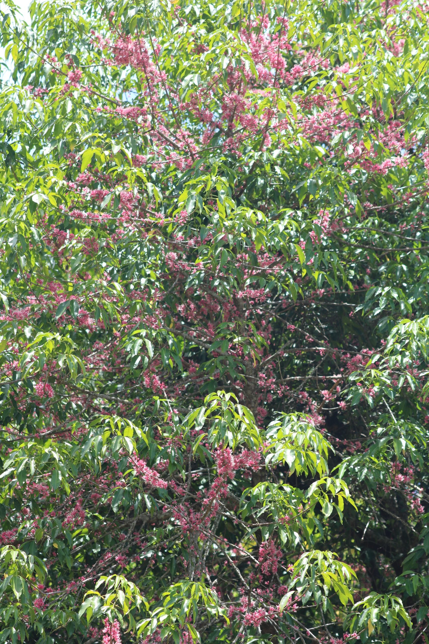 Mueller's Evodiella (Evodiella muelleri)