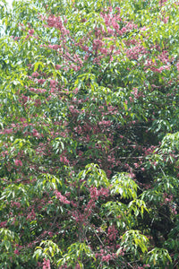 Mueller's Evodiella (Evodiella muelleri)