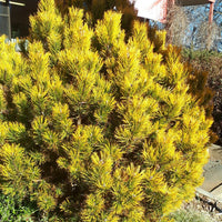 Mugo Pine Amber Gold (Pinus mugo) - Ladybird Nursery