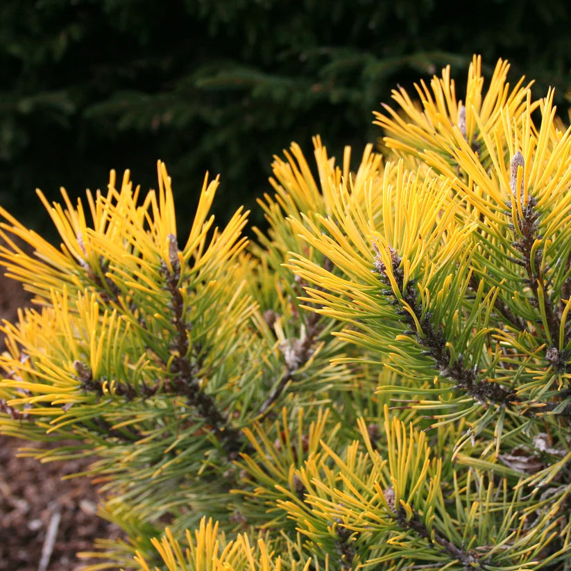 Mugo Pine Amber Gold (Pinus mugo)