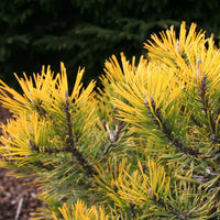 Mugo Pine Amber Gold (Pinus mugo) - Ladybird Nursery