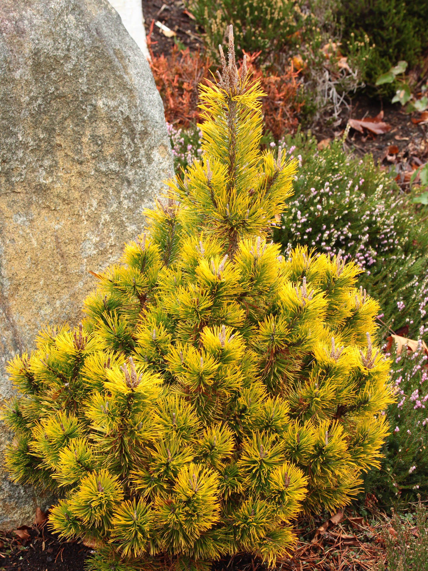 Mugo Pine Amber Gold (Pinus mugo)