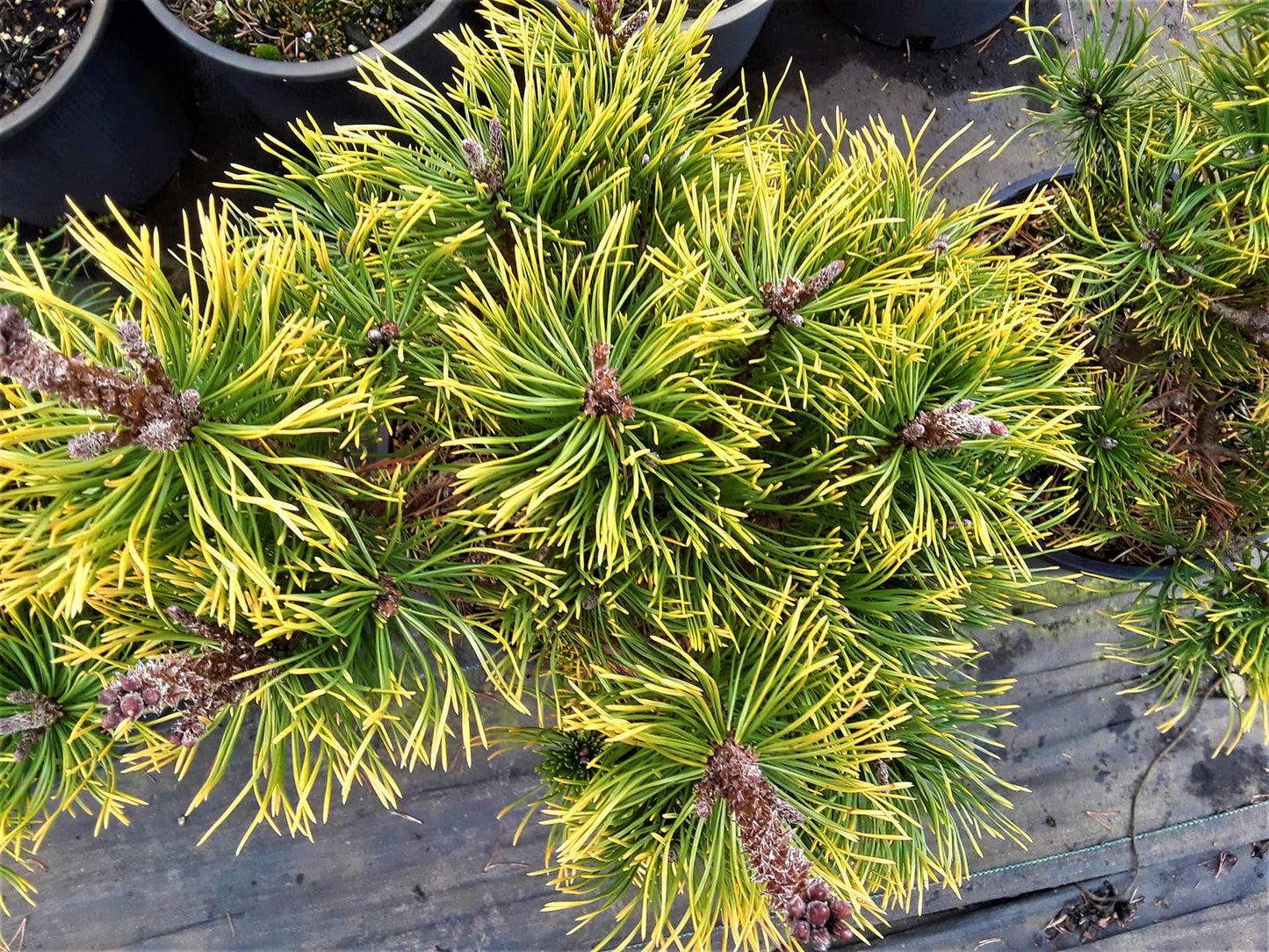 Mugo Pine Amber Gold (Pinus mugo)