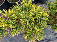 Mugo Pine Amber Gold (Pinus mugo)