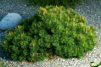 Mugo Pine Dwarf Mountain (Pinus mugo)