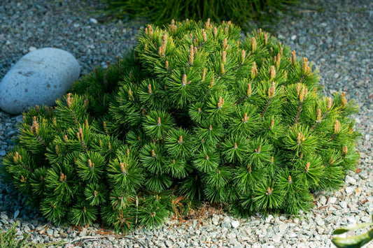 Mugo Pine Dwarf Mountain (Pinus mugo)