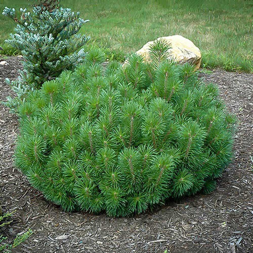 Mugo Pine Dwarf Mountain (Pinus mugo) - Ladybird Nursery