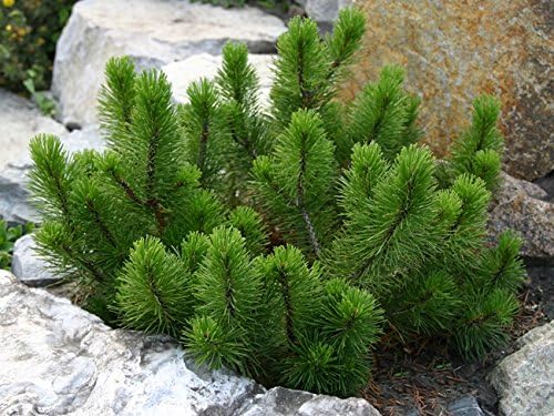 Mugo Pine Dwarf Mountain (Pinus mugo) - Ladybird Nursery