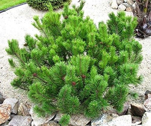 Mugo Pine Dwarf Mountain (Pinus mugo) - Ladybird Nursery
