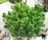 Mugo Pine Dwarf Mountain (Pinus mugo)