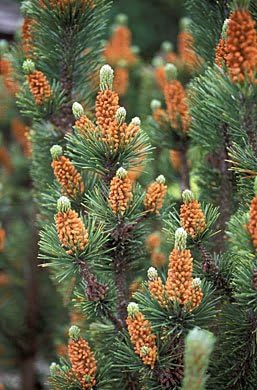 Mugo Pine Dwarf Mountain (Pinus mugo)