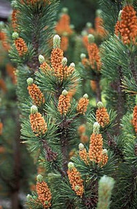 Mugo Pine Dwarf Mountain (Pinus mugo)