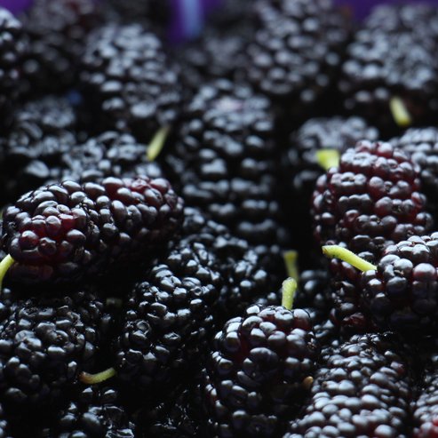 Dwarf Mulberry 'Black' - Advanced (Pickup Only) - Ladybird Nursery