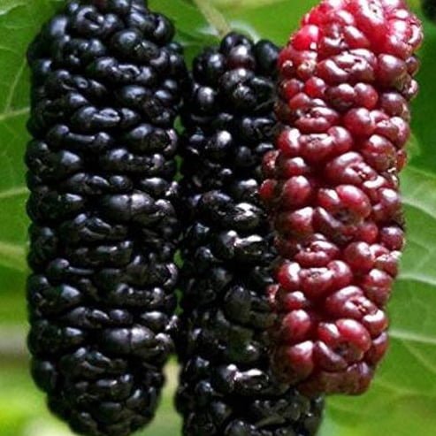 Dwarf Mulberry 'Black' - Advanced (Pickup Only) - Ladybird Nursery
