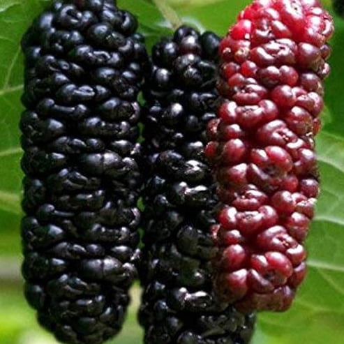 Dwarf Mulberry 'Black' - Advanced (Pickup Only)