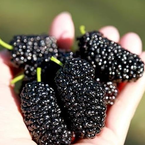 Dwarf Mulberry 'Black' - Advanced (Pickup Only)