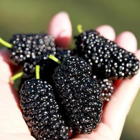 Dwarf Mulberry 'Black' - Advanced (Pickup Only) - Ladybird Nursery