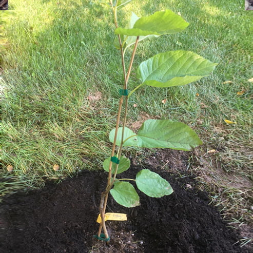 Dwarf Mulberry 'Black'