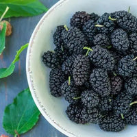 Dwarf Mulberry 'Black'