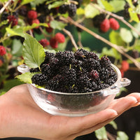 Dwarf Mulberry 'Black'