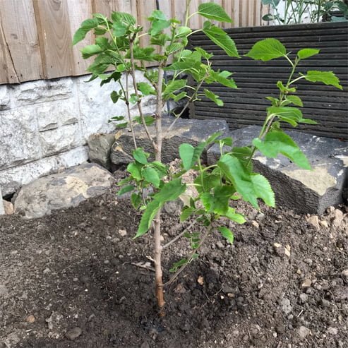 Mulberry 'Black' - Ladybird Nursery