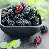 Mulberry Black Classic