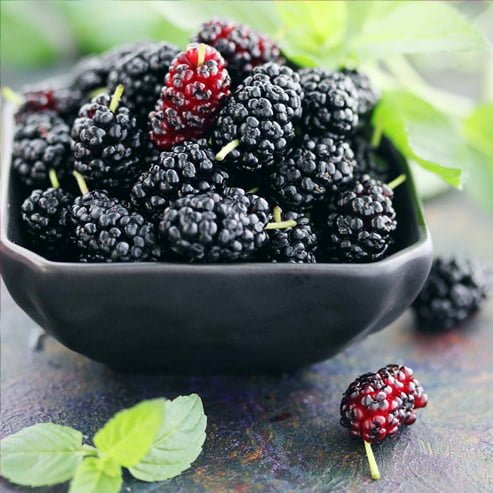 Mulberry 'Black' - Ladybird Nursery